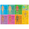 Ashley Productions Smart Poly Learning Mat, 12in. x 17in., Human Body Systems + Anatomy 95019